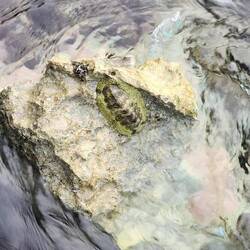 snakeskin chiton