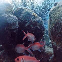 Blotcheye Soldierfish