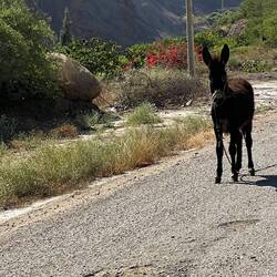 Another donkey that has got loose (with rope dangling)