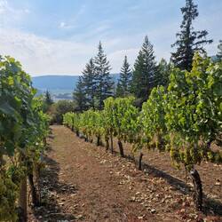 ....dieses Jahr fällt die Ernte sehr gut aus...