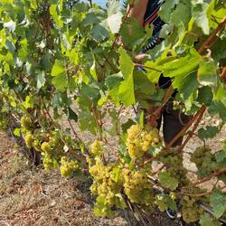 ...vor 2 Jahren ging 99 % wegen Kälte kaputt, letztes Jahr 95 % 😭...