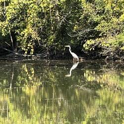 Blue Heron