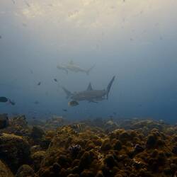 Zum Abschluss noch mal ein paar Haie