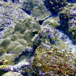 Stone Scorpionfish