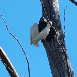 Corellas fighting over a hollow in the tree
