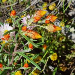 Orange immortelle