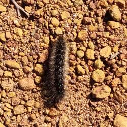 Lots of hairy grubs