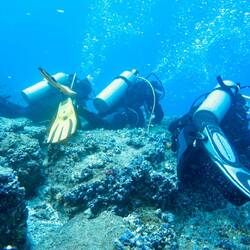 Taucher auf der Lauer