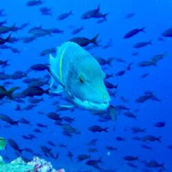 Hogfish (auch Eber-Lippfisch)