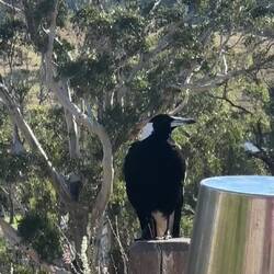 Australian magpie sang to us at breakfast: my all-time favourite birdsong.