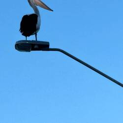 Pelican on a post.