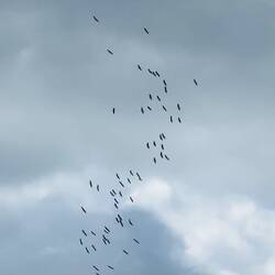 Ibis circling - a common sight for us cycling along