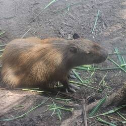 Capybara