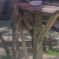 Darunter auch Faultiere