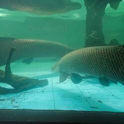 Arapaima, eines der größten Süßwasserfische der Welt