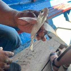 Neben Piranhas gibt es noch viele weitere Fische im Amazonas