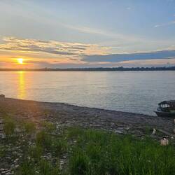 Das grüne im Vordergrund ist Reis