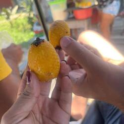 Buriti, man isst nur die Schale. Hölzerner, leicht süßlicher Geschmack, nicht so meins😄