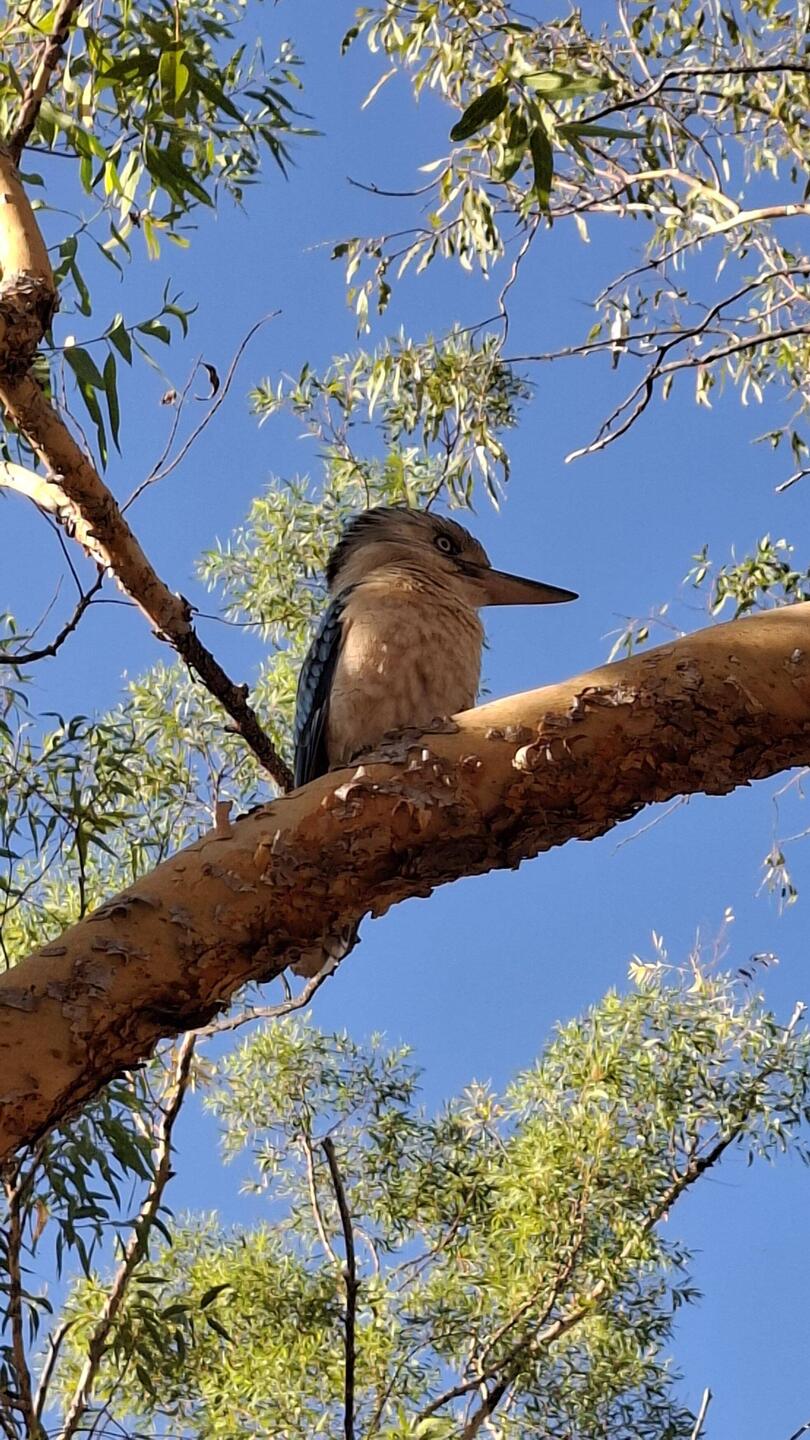 Kokaburra