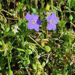 Herb - Mangles' Fringed Luly