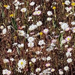 Common everlasting
