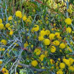 Wattle