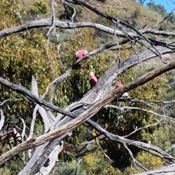 Galahs