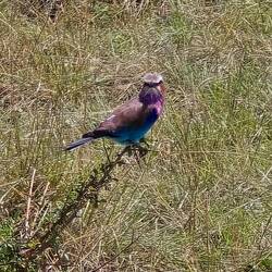 Lilac breasted Roler oder auch Gabelracke. Nationalvogel Kenias