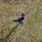 Lilac breasted Roler oder auch Gabelracke. Nationalvogel Kenias