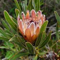 Protea 2