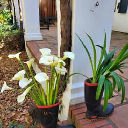 Ein Willkommen mit der Calla