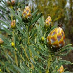 Protea 4