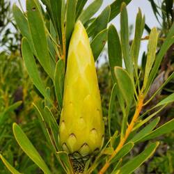 Protea 3