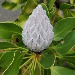 Protea 1