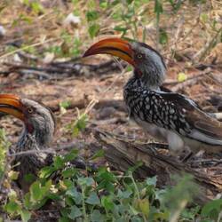 Damara Rotschnabeltoko