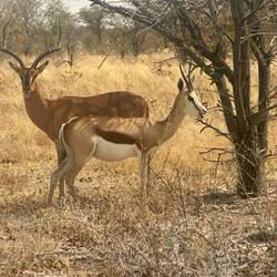 Springbock und Impala