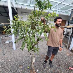 John führt durch den Garten. Hier zeigt er einen Curry Baum