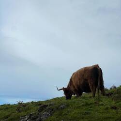 Highland Cows🥰🐄