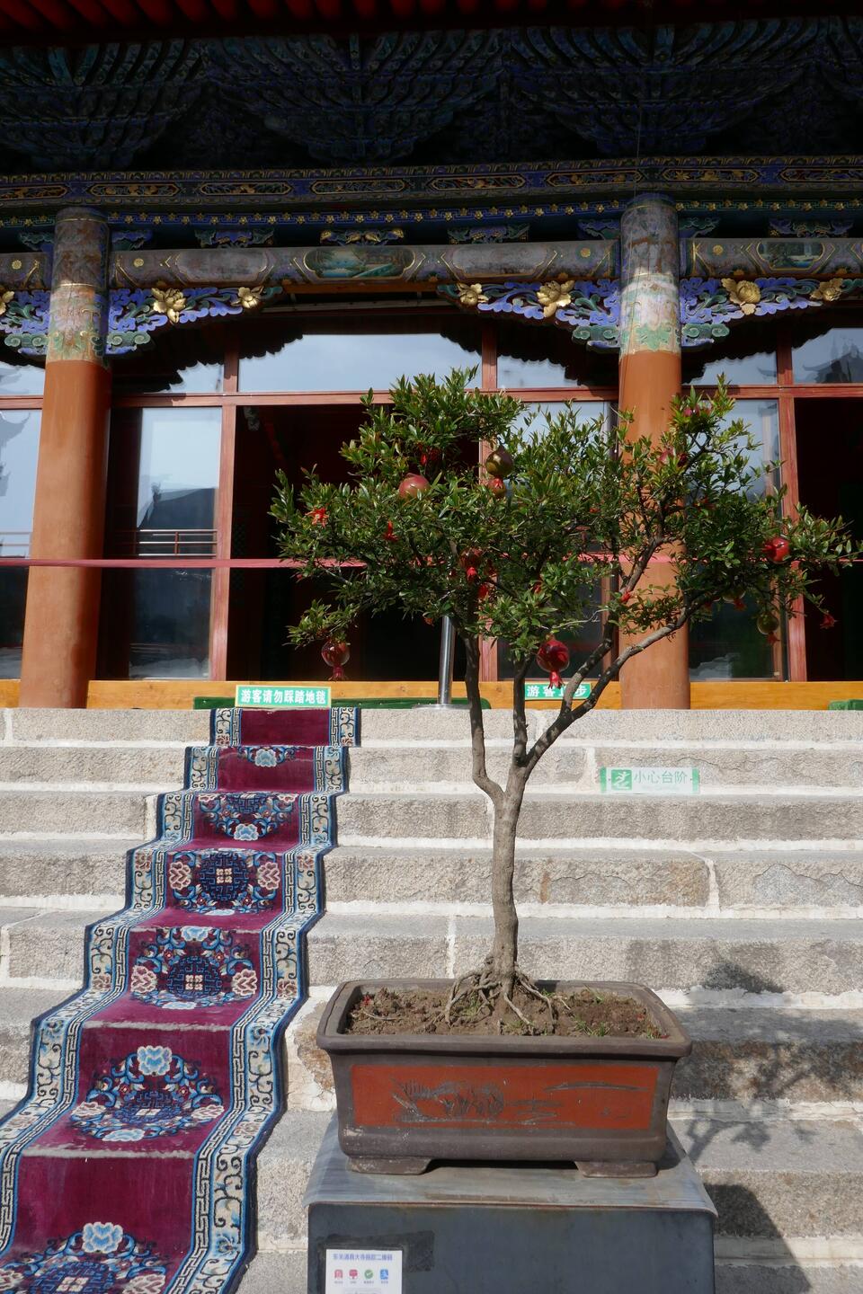 500 year-old pomegranate bonsai tree at the mosque