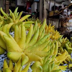 A visuell experience..... Buddha's Hand - thanks again to *Ev on Tour*!