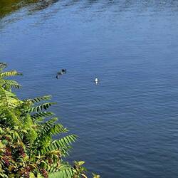 The Canadian goose did not like Greg's attitude and 'mooned' him. 😆