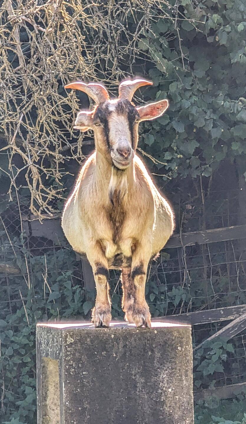 I'm the Boss 🐐