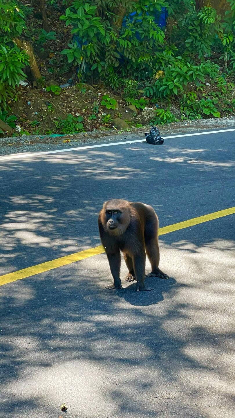 Affe Macaque