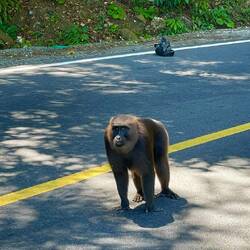 Affe Macaque