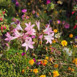 Guernsey-Lilie mit Freunden