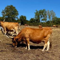 Longhorn-Kühe