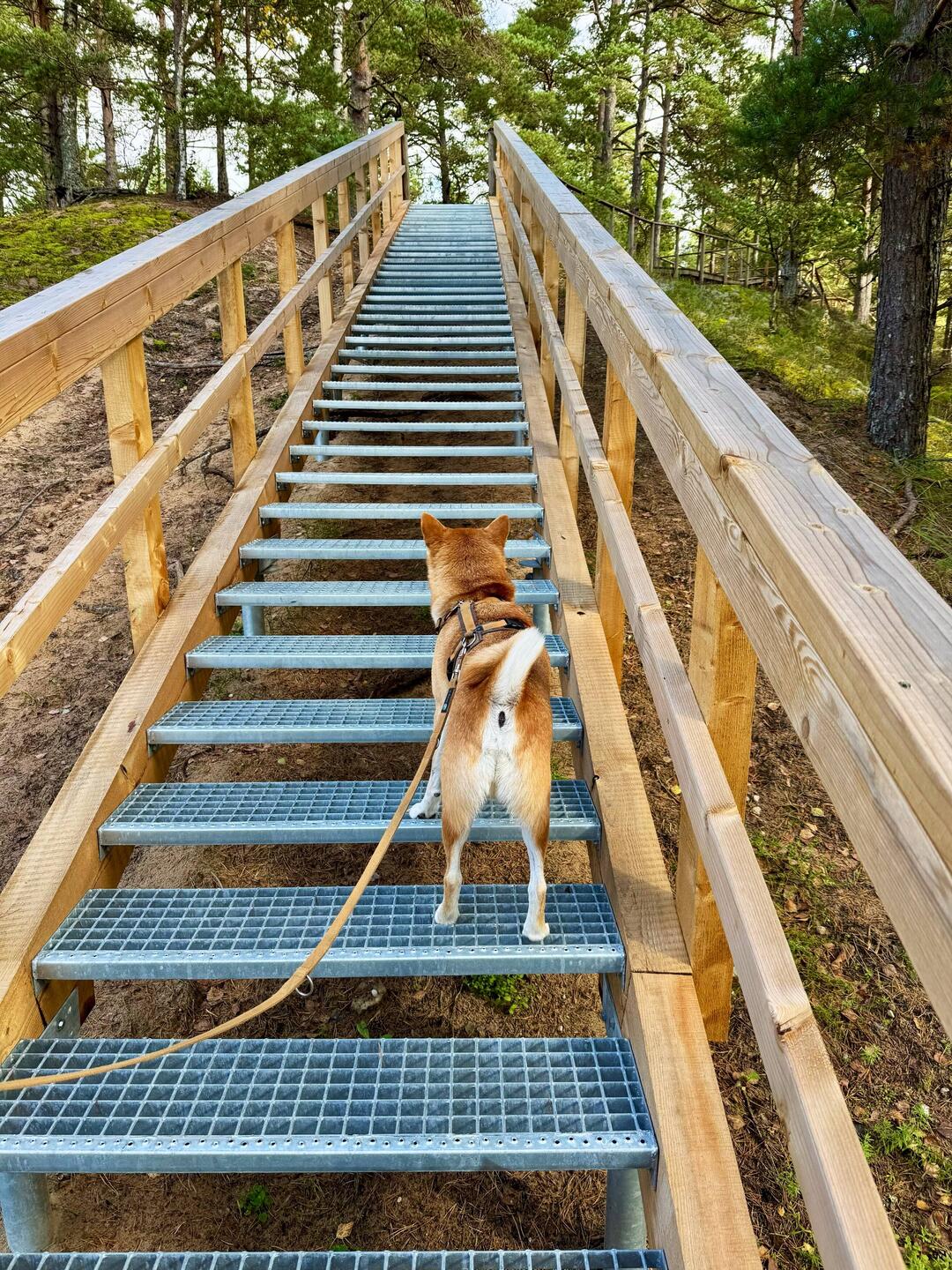 Weg zur White Dune, Mica ist tapfer auf den Gittern unterwegs