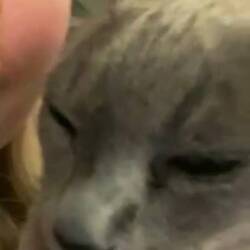 FaceTime with Liv and Louie