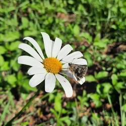 Päuschen mit Blümchen🙂