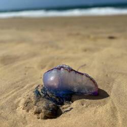 Portugiesische Galeere